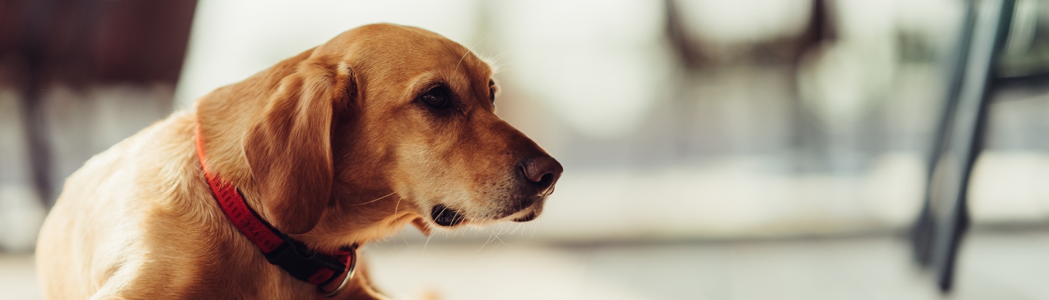 La Certosa: ristorante con cani ammessi a Firenze